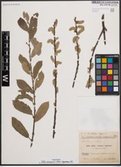 Foto von Salix cinerea L. x Salix nigricans Sm.